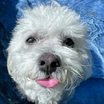 Playful enrichment activities for small dogs at Chucktown Charley facility in Johns Island, showing happy Maltipoo enjoying supervised pool time.