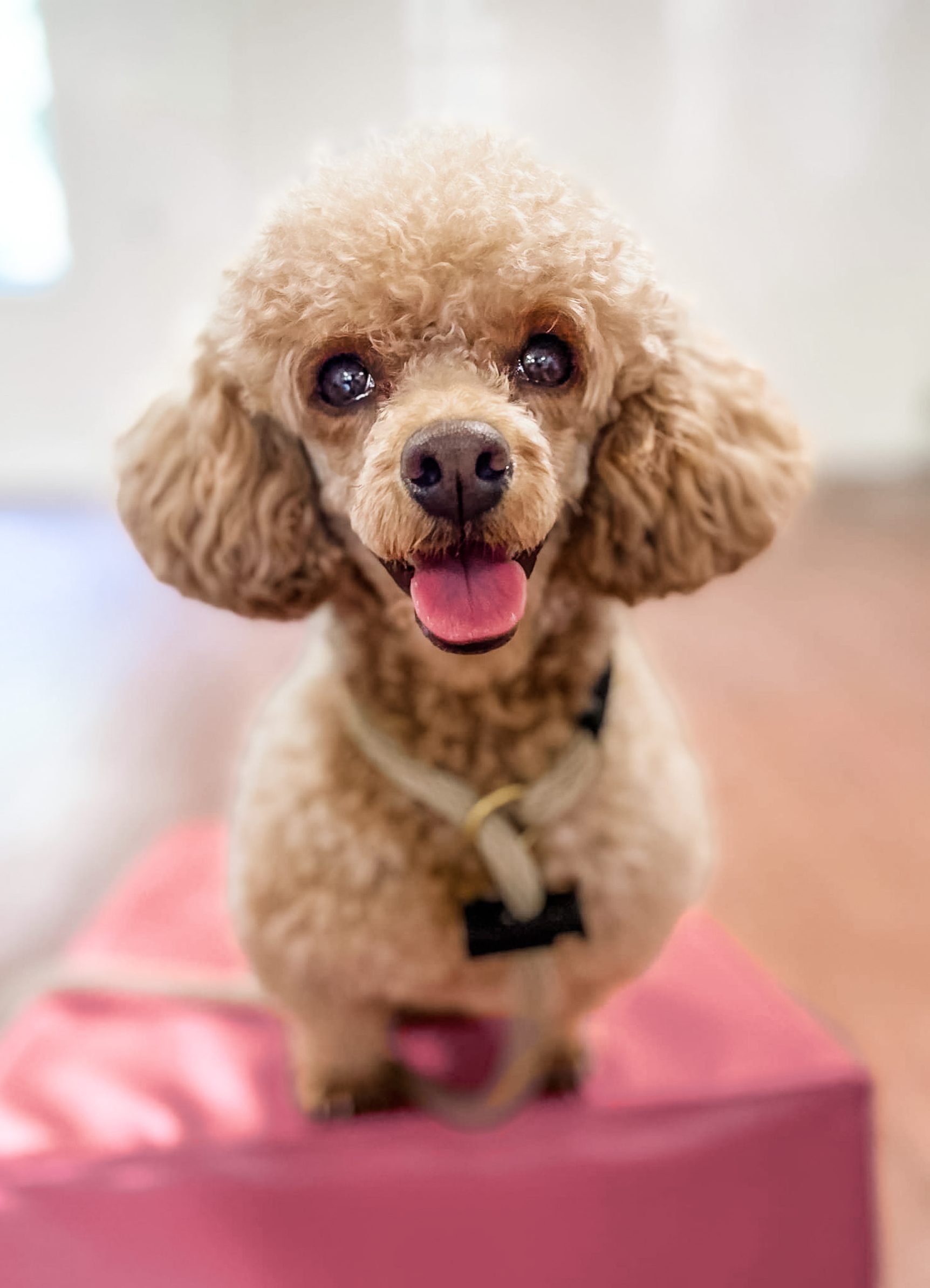 A happy toy poodle with soft apricot fur standing confidently on a pink platform, demonstrating the joyful engagement fostered through relationship-based training methods