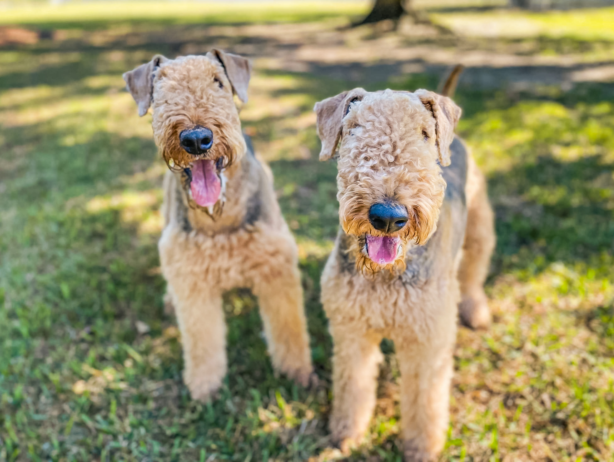 Two Airedale Terriers sitting side by side on grass, displaying calm, sociable behavior that results from structured training focused on emotional well-being and clear communication