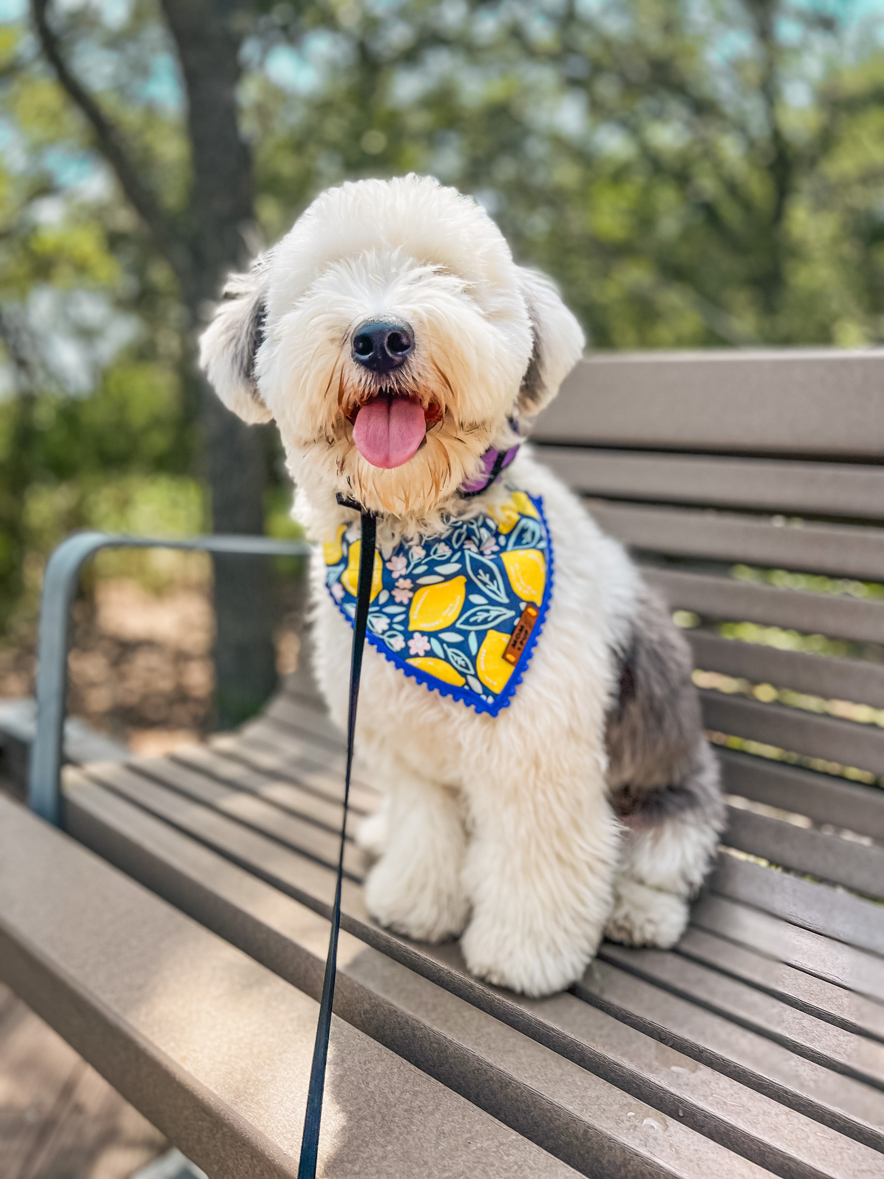 A well-groomed Old English Sheepdog with bright blue lemon-patterned bandana sitting attentively on a park bench, demonstrating the poised behavior developed through advanced training
