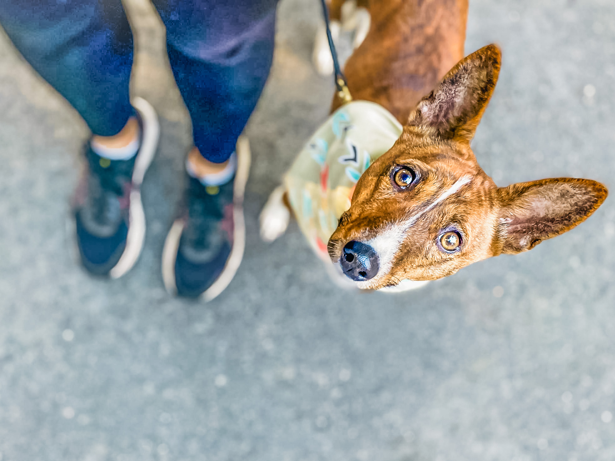A Basenji dog looking up attentively at their owner, demonstrating the focused engagement that forms the foundation of relationship-based training