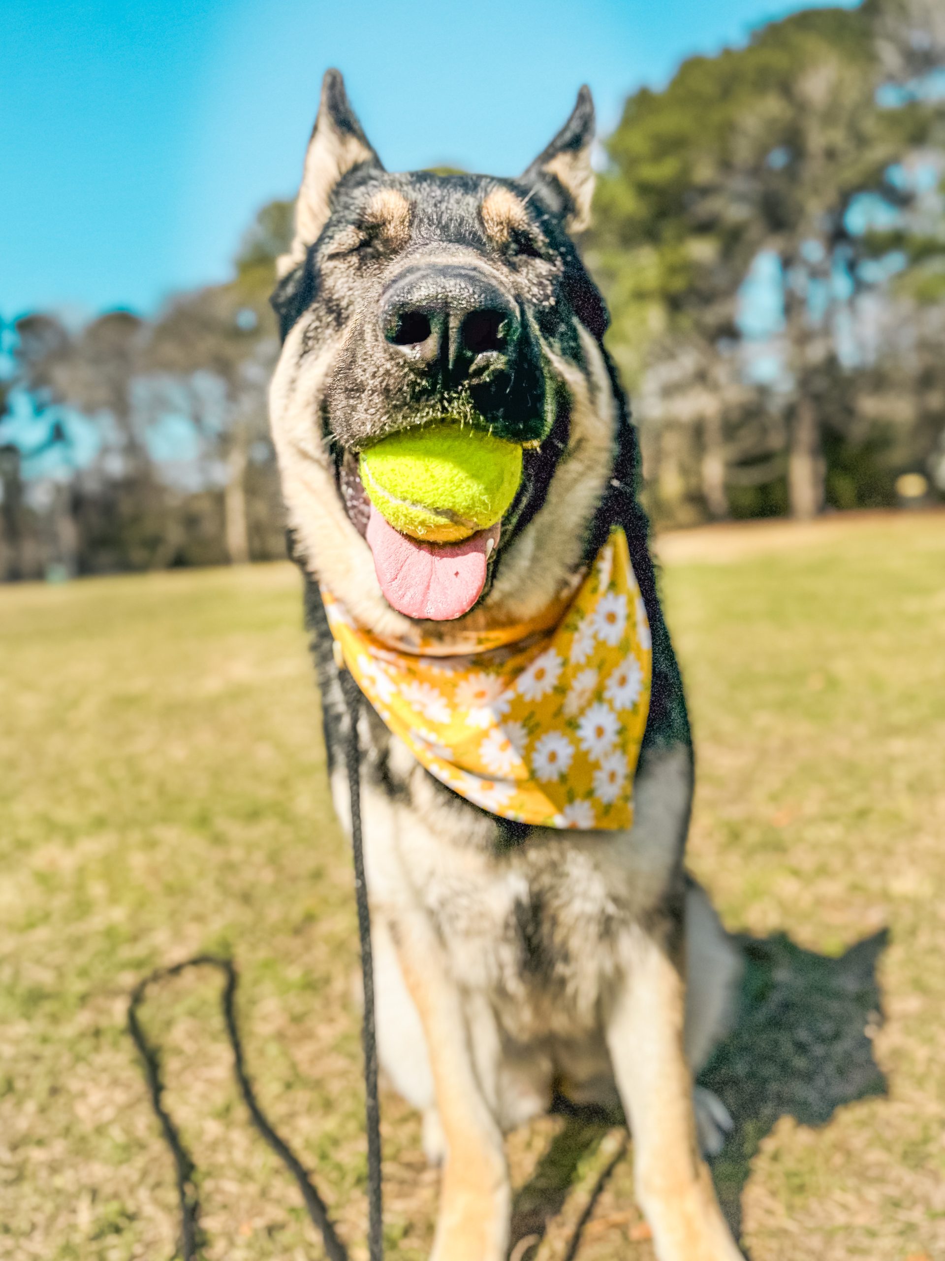 Happy German Shepherd holding a tennis ball while wearing a yellow floral bandana, showcasing the joyful engagement possible through relationship-based training