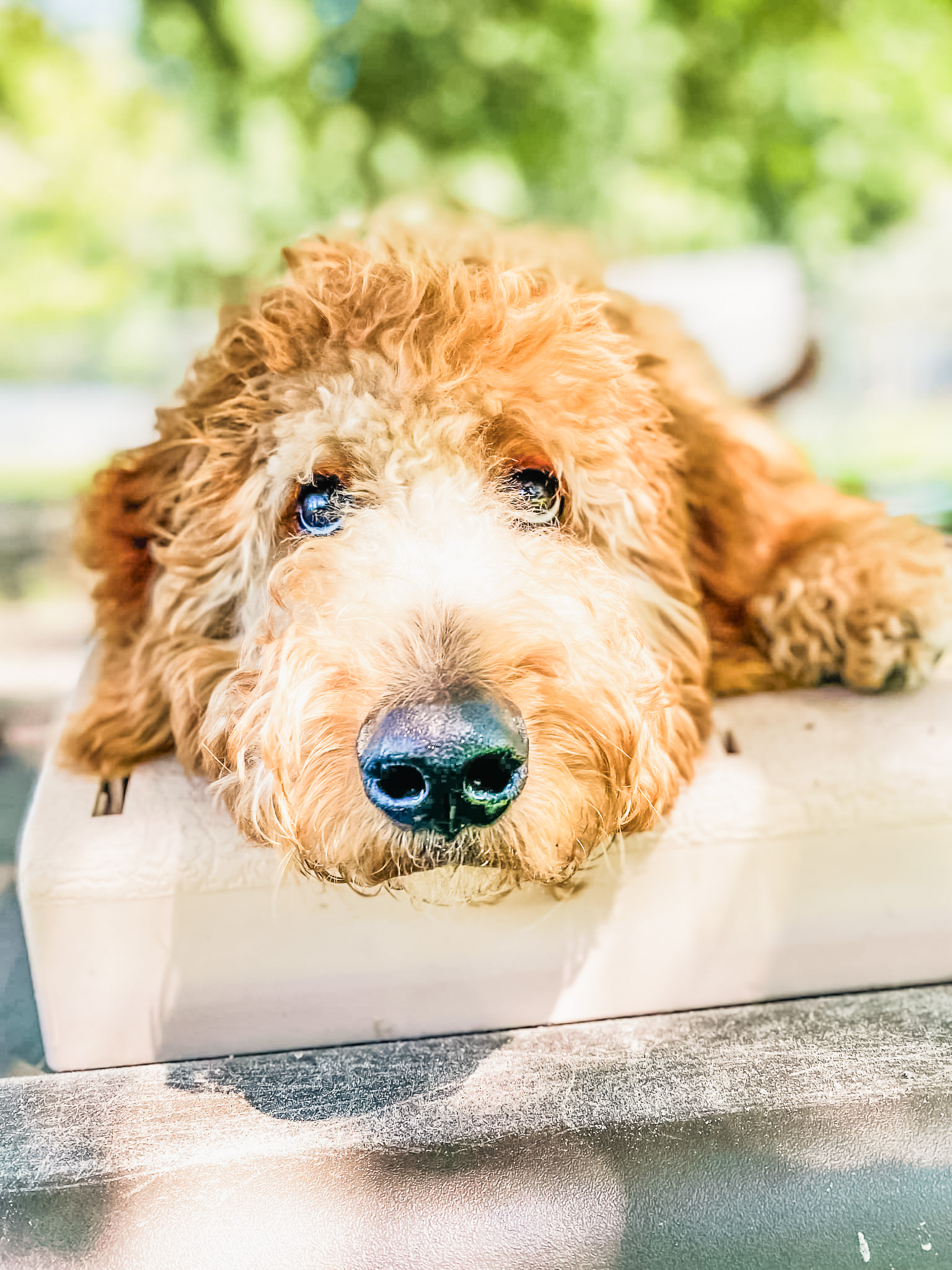 Goldendoodle with calm expression lying down, demonstrating the emotional regulation and settled state developed through the Calm Perception program