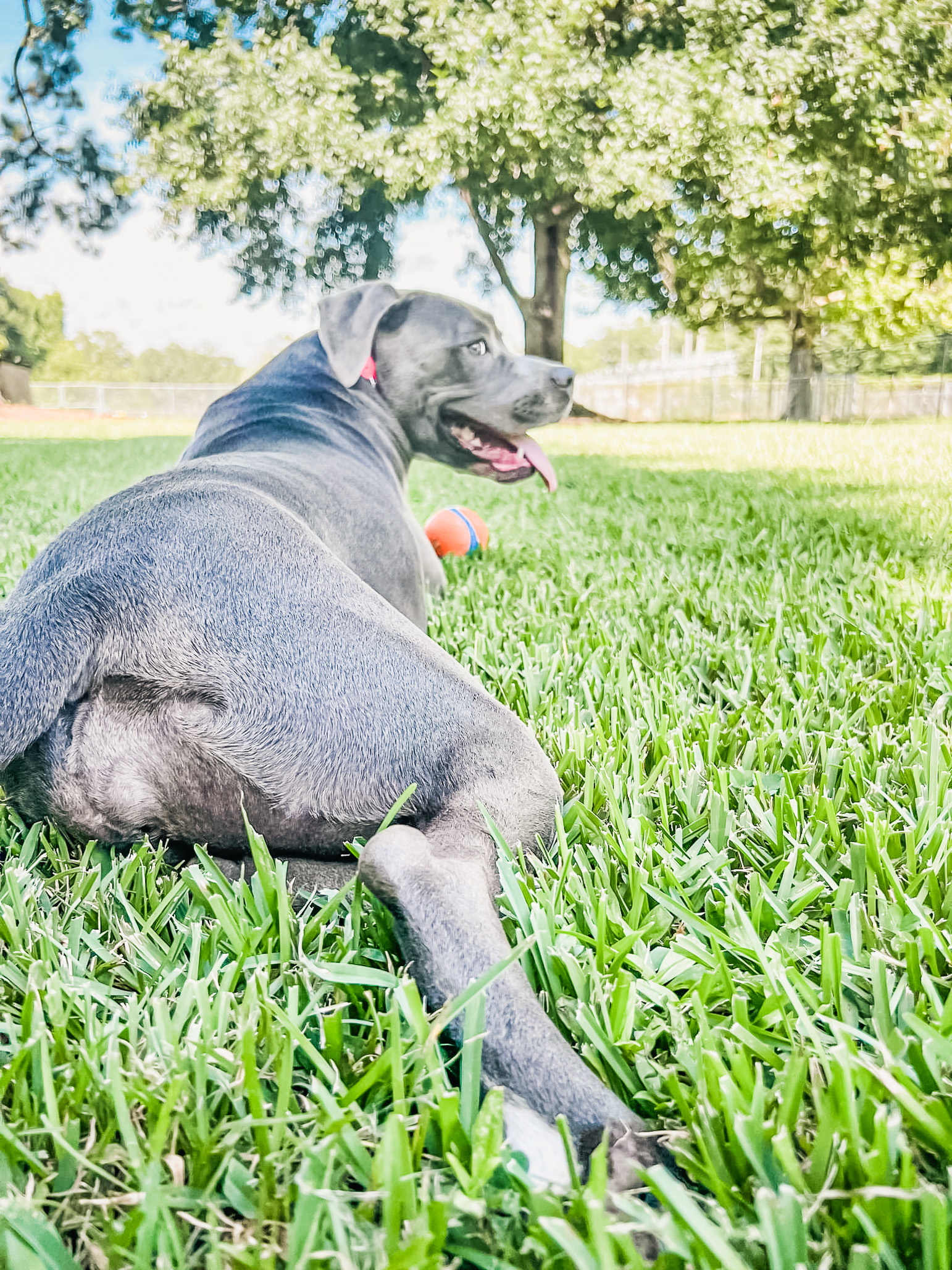 Pit bull dog relaxing calmly in grass with a ball nearby, demonstrating emotional regulation and the ability to remain settled around stimulation
