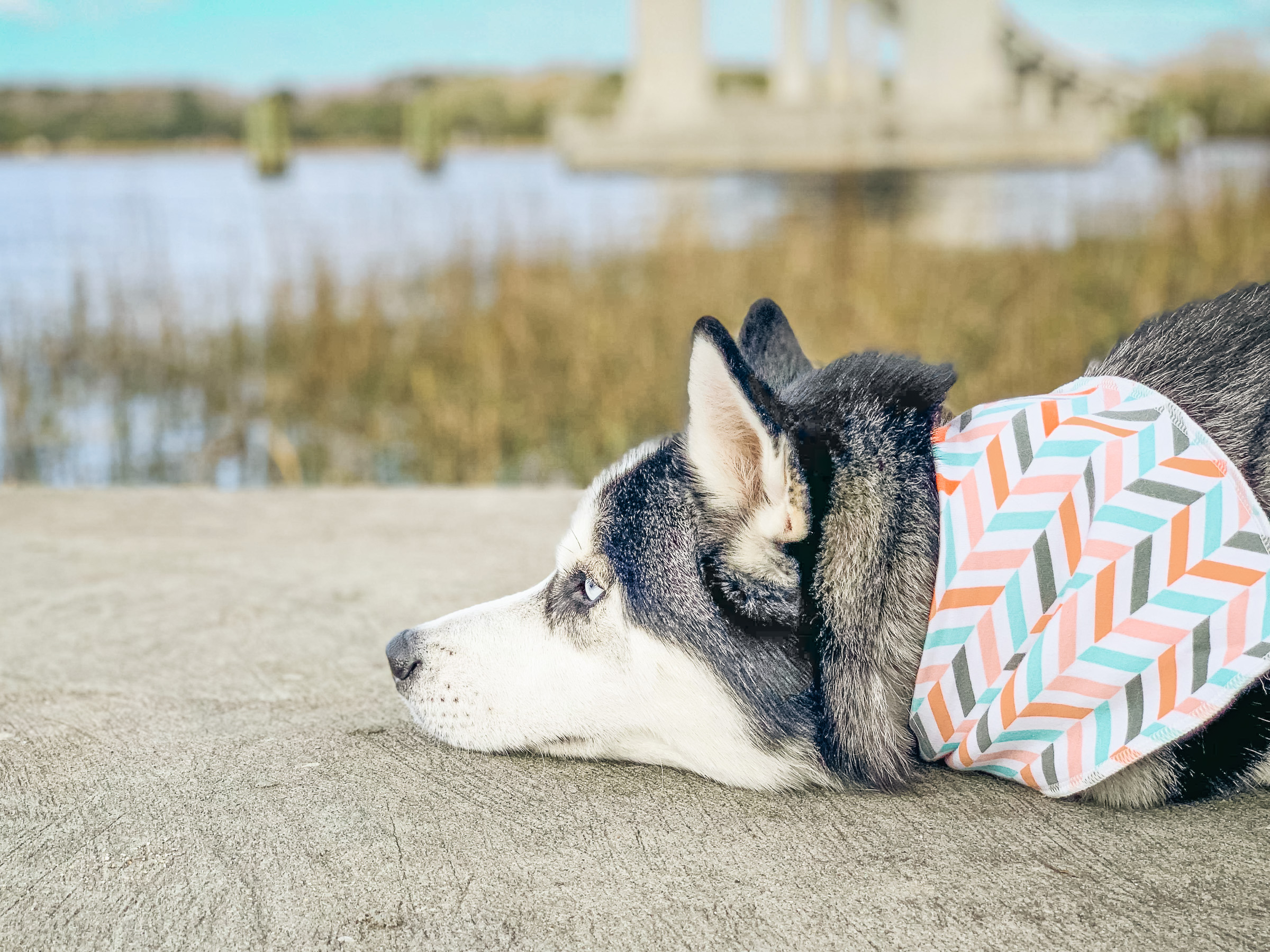 Husky lying calmly on a dock with a colorful bandana, showcasing the emotional regulation and relaxation skills developed through training