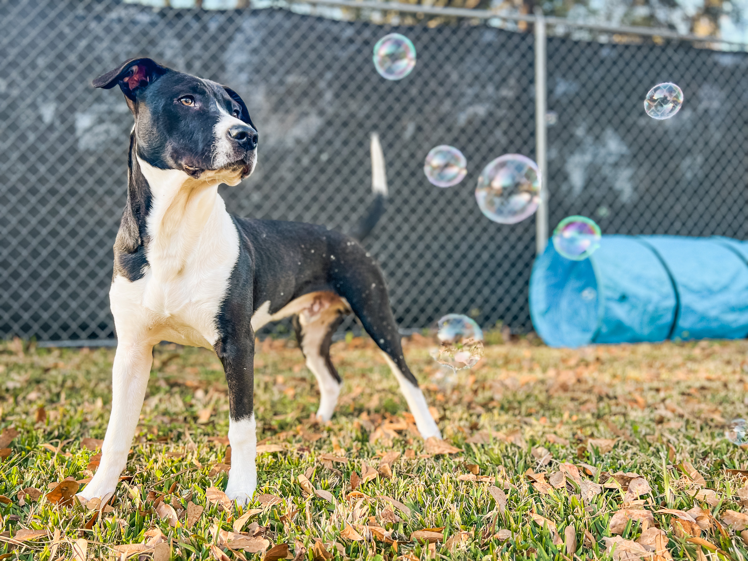 Black and white pit bull standing calmly among soap bubbles, demonstrating focus and emotional regulation during play-based training