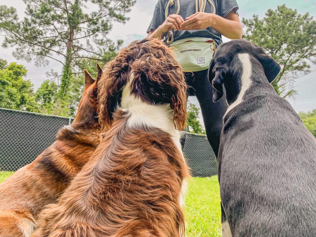 Three dogs looking up at a trainer, showcasing the focused connection and social confidence developed through relationship-based training