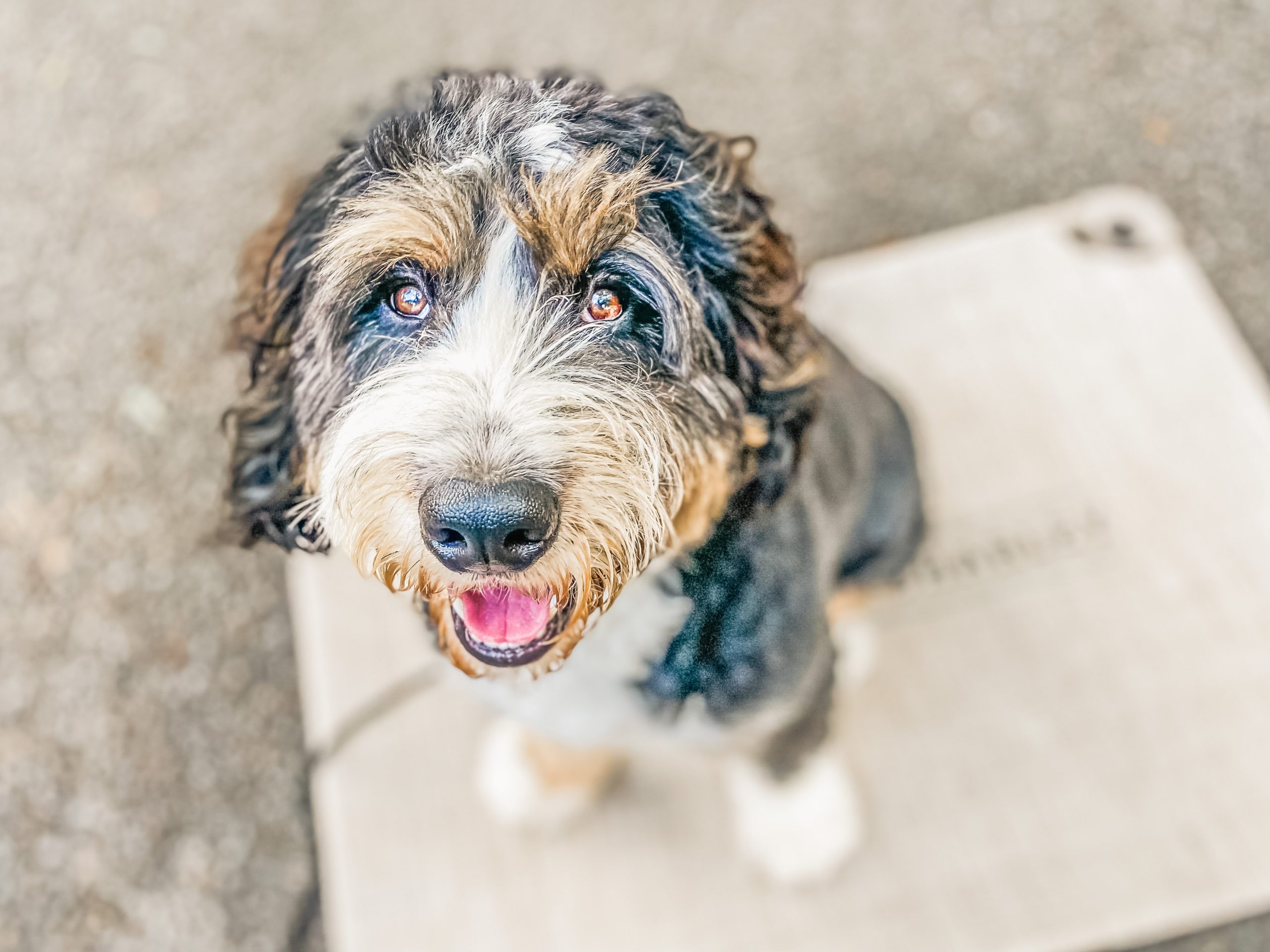 Bernadoodle looking up with attentive expression, demonstrating the emotional engagement possible through relationship-based training