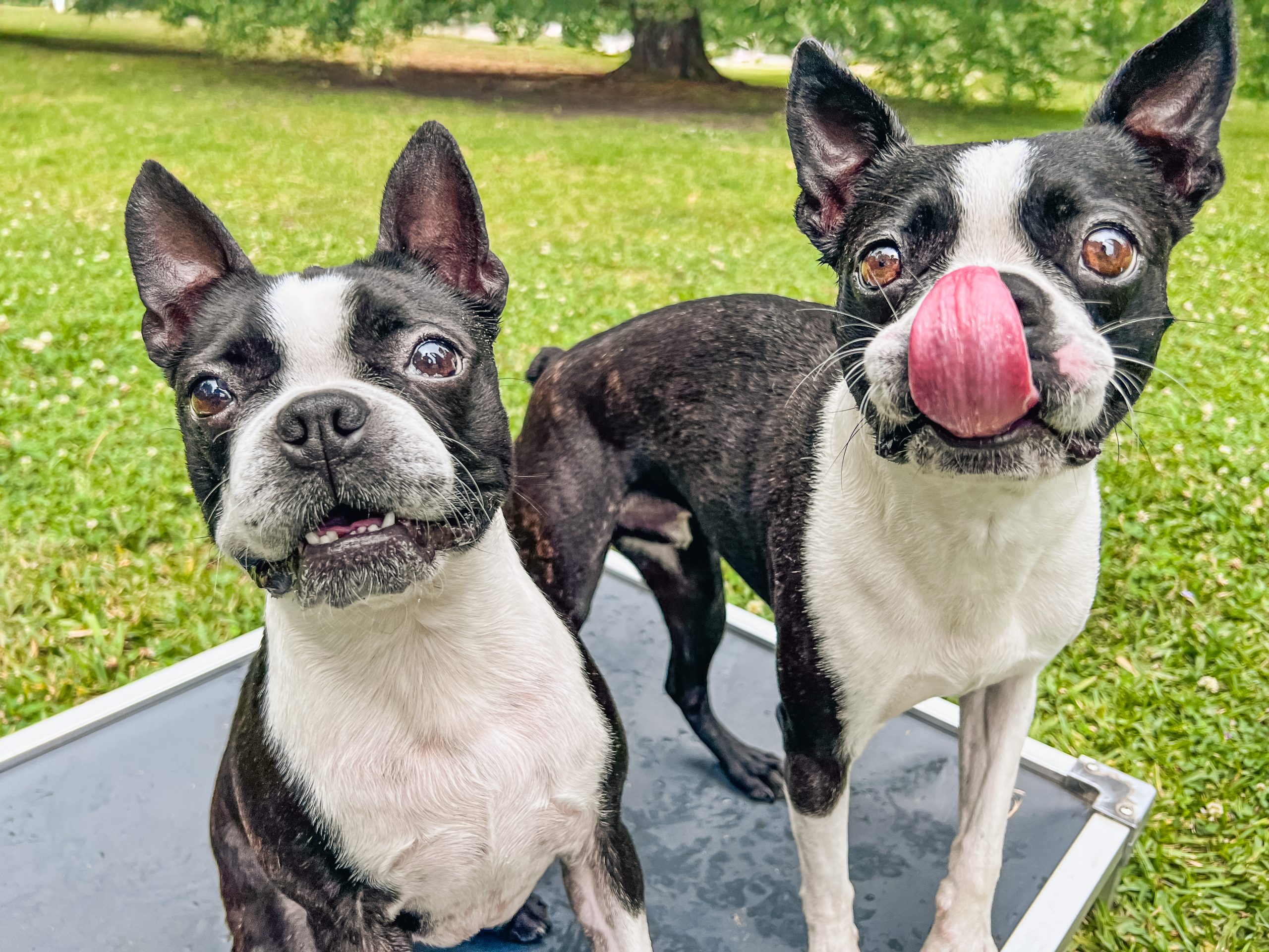 Two Boston Terriers demonstrating calm social behavior together, showcasing the appropriate dog-to-dog interactions developed through structured socialization