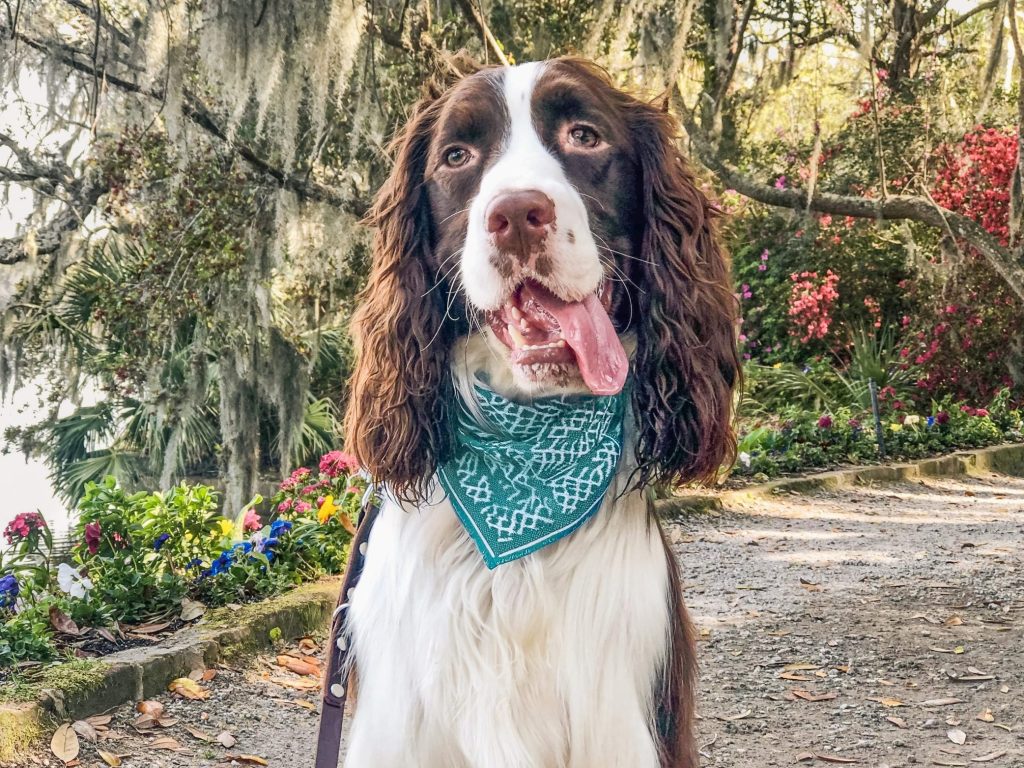 Springer Spaniel with bandana in a Charleston garden, showing the confident, relaxed demeanor developed through emotional regulation training