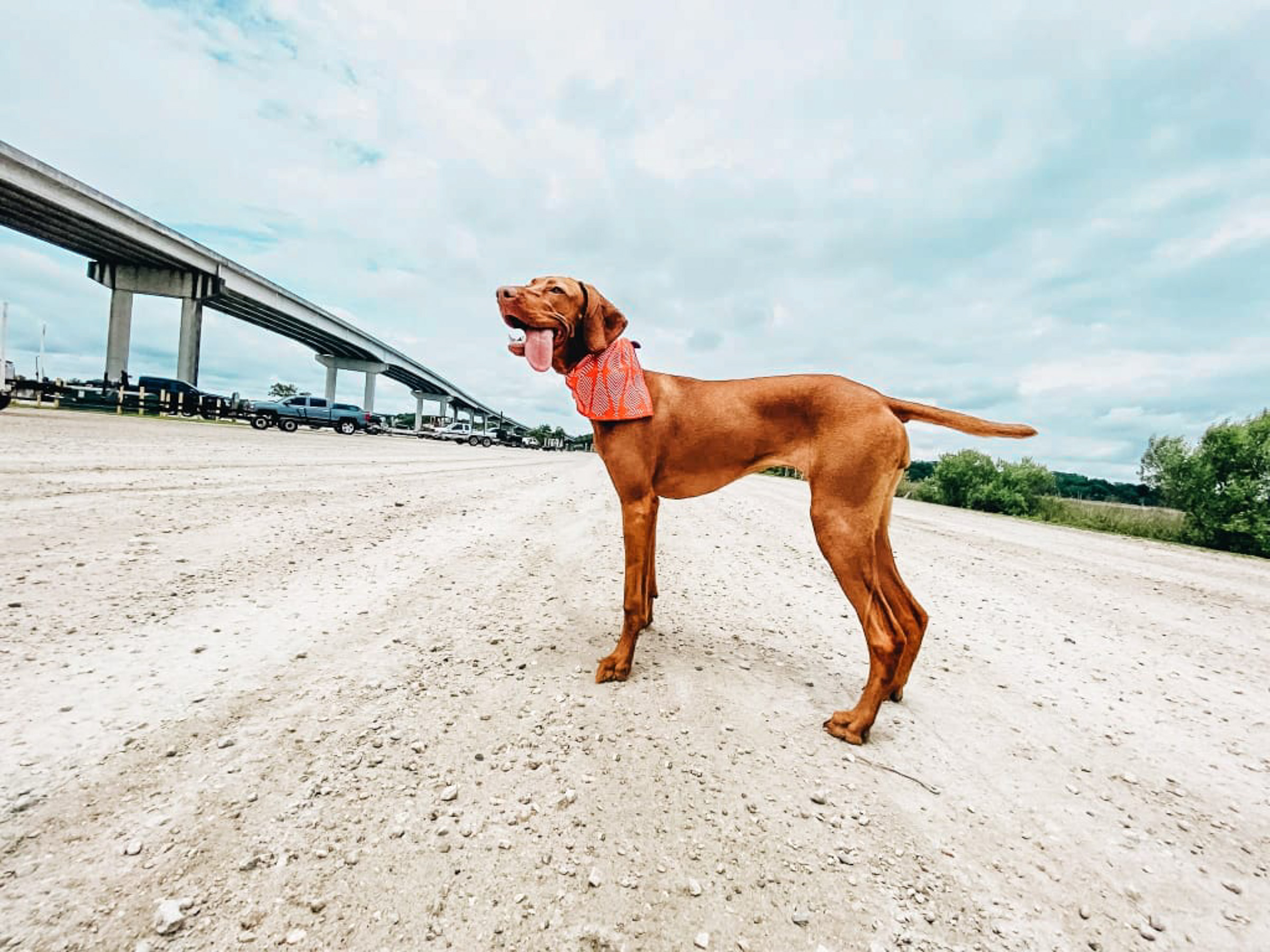 Confident Vizsla wearing orange bandana standing alert at a boat landing with bridge in background, demonstrating poised composure in stimulating environments