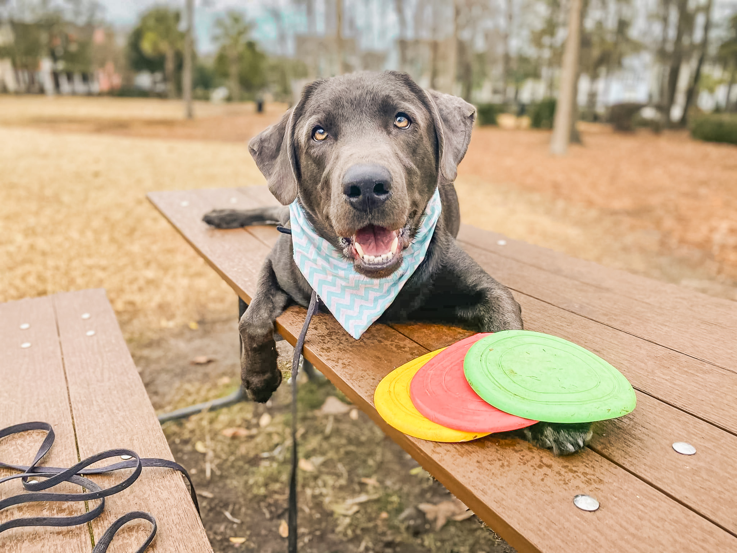Smiling gray Labrador wearing teal bandana resting on picnic table with colorful frisbees, showing calm engagement during outdoor activities