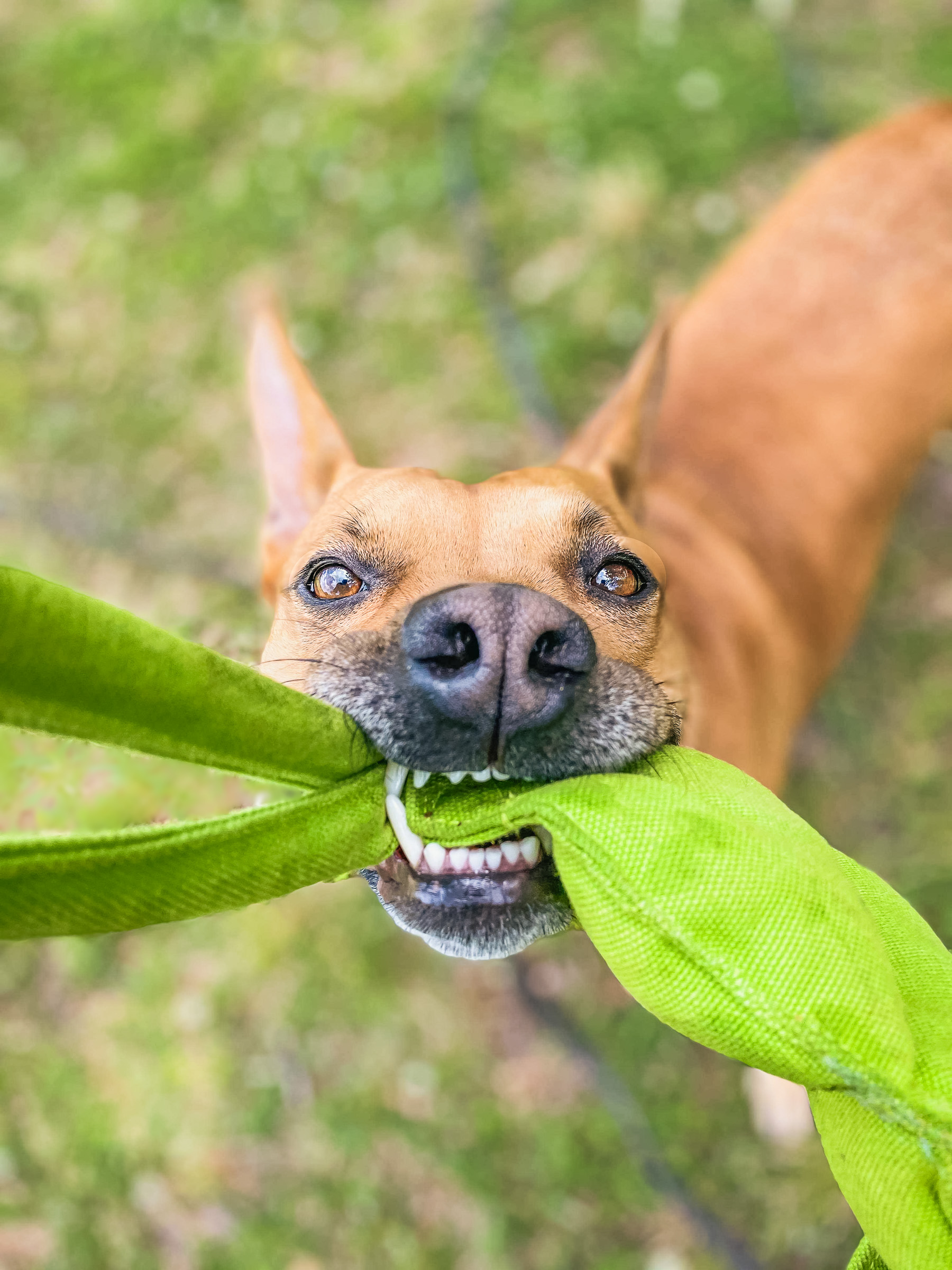 Tan pit mix dog playing with green tug toy showing engaged yet controlled play behavior, demonstrating balanced arousal during exciting activities