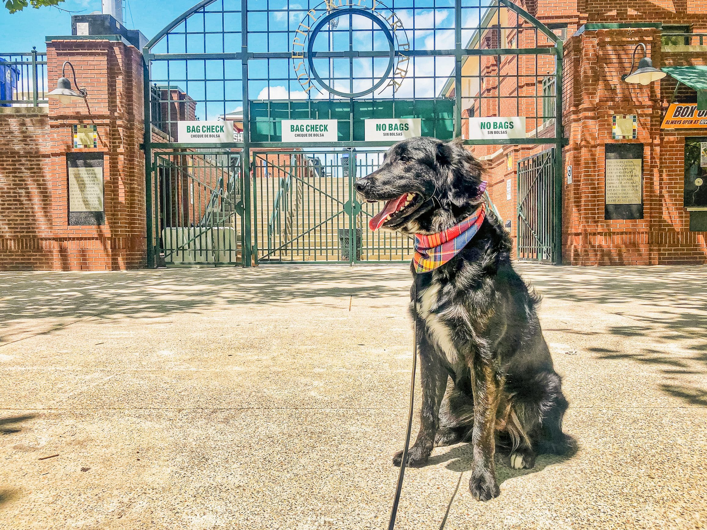 Black dog with plaid bandana sitting confidently outside stadium entrance, demonstrating reliable behavior in stimulating public environments