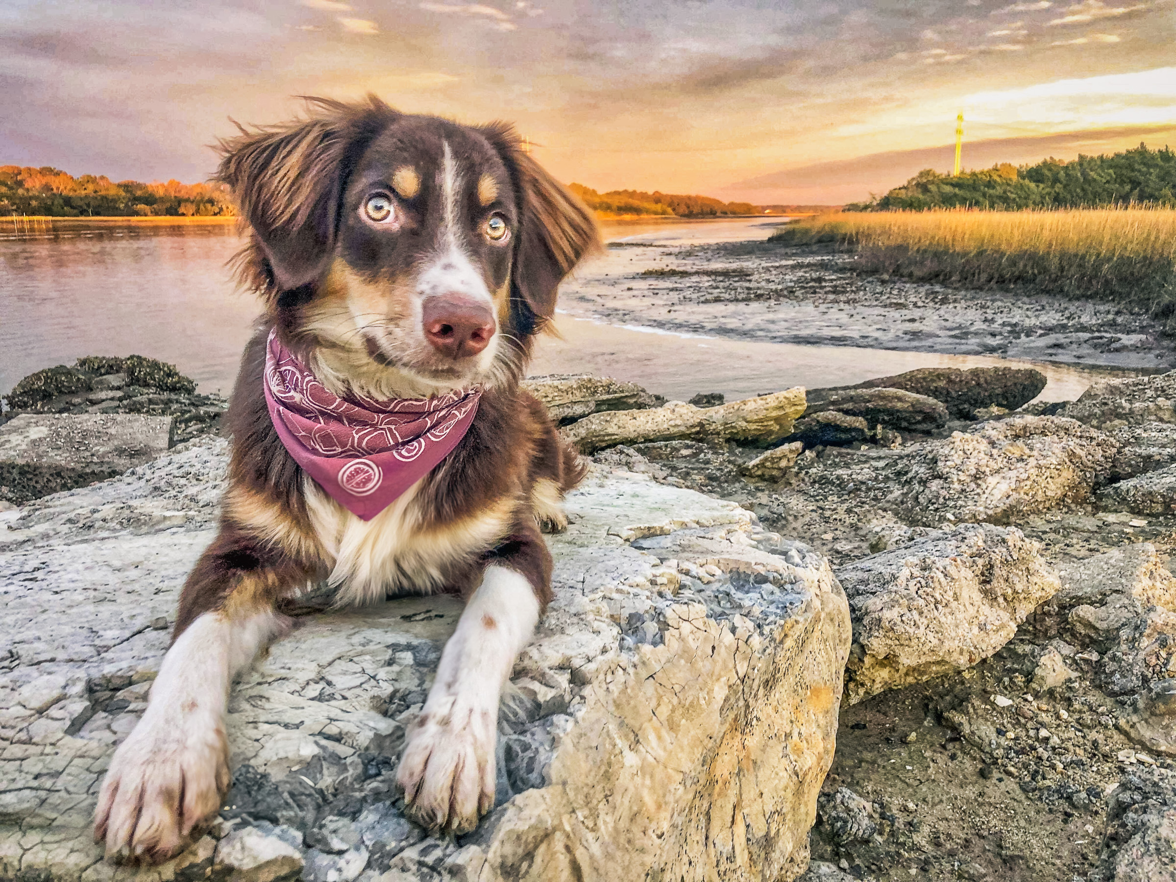 Australian Shepherd with pink bandana resting on rocks at sunset by Charleston marsh, showing calm confidence in natural setting