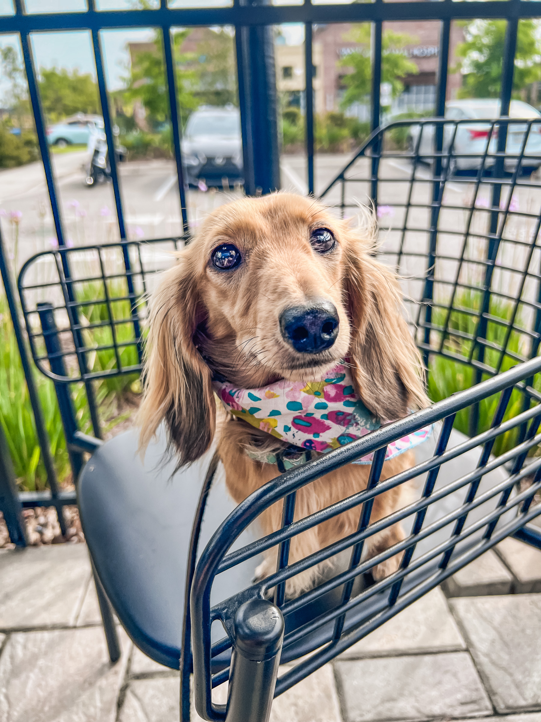Long-haired dachshund with colorful bandana sitting calmly in shopping cart, demonstrating composed behavior during everyday errands